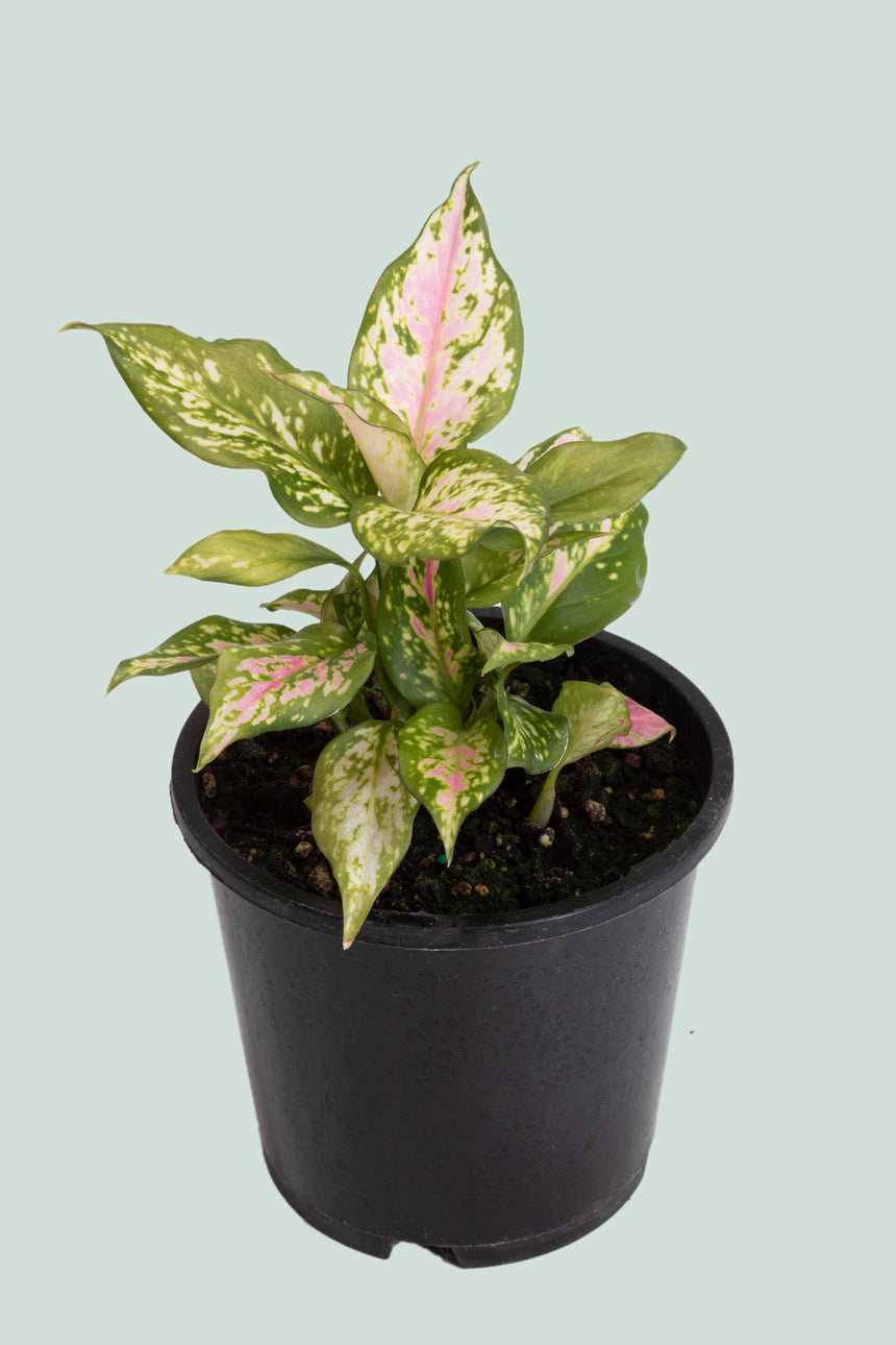 Lucky Red - Aglaonema - 1L / 14cm / Small