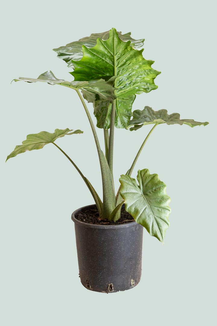 hybrid elephant ear plant Portodora Elephant Ear - Alocasia odora X A. portei hybrid
