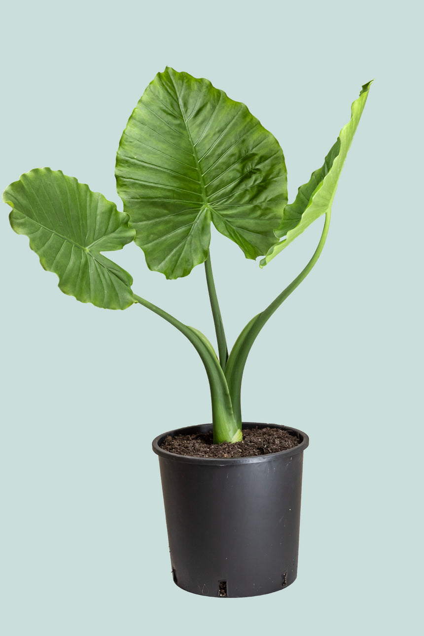 California Elephant Ear - Alocasia odora - 10L / 25cm / Large