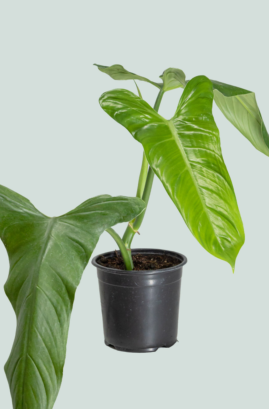 Amazon Arrow - Philodendron hastatum - 2.5L / 17cm / Medium
