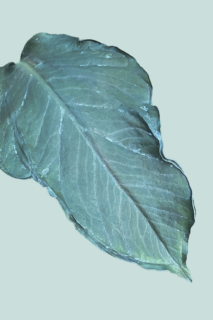 Blue Mutant - Xanthosoma atrovirens - 17cm / 2.5L / Medium Plant