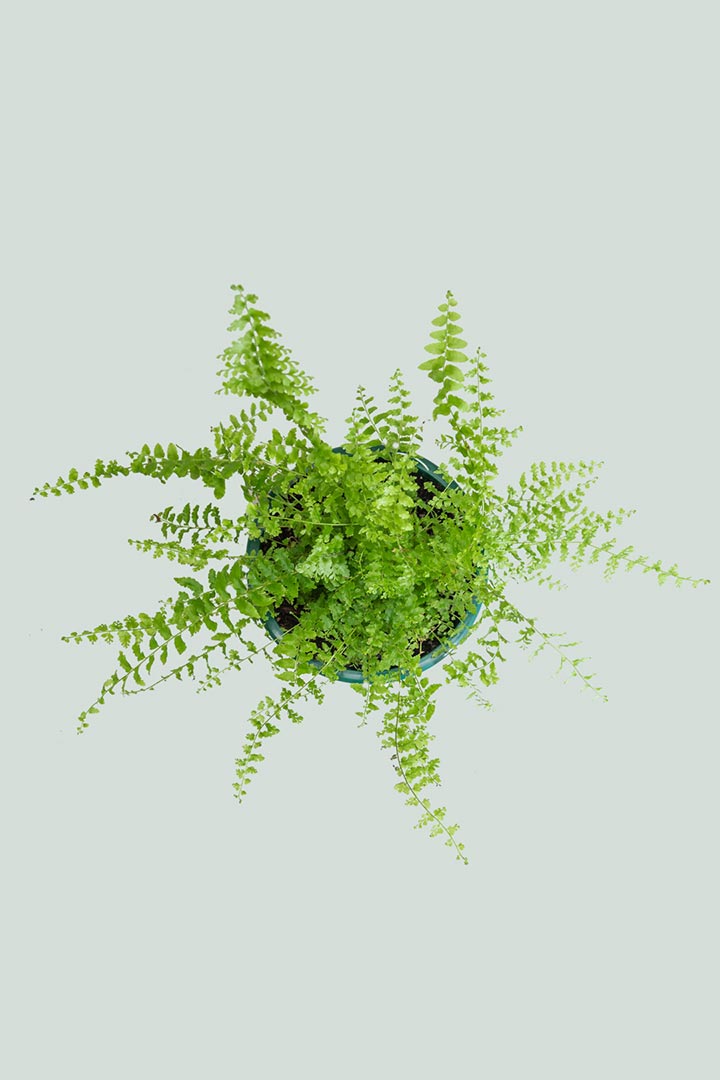 Boston Fern Top