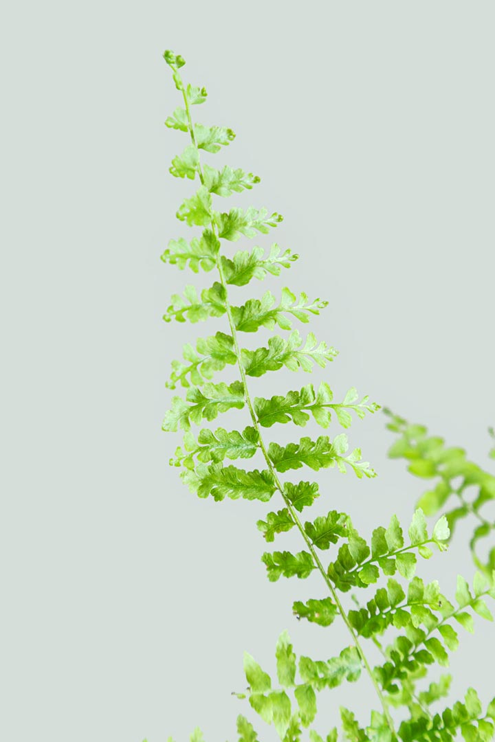 Boston Fern Leaf Frond