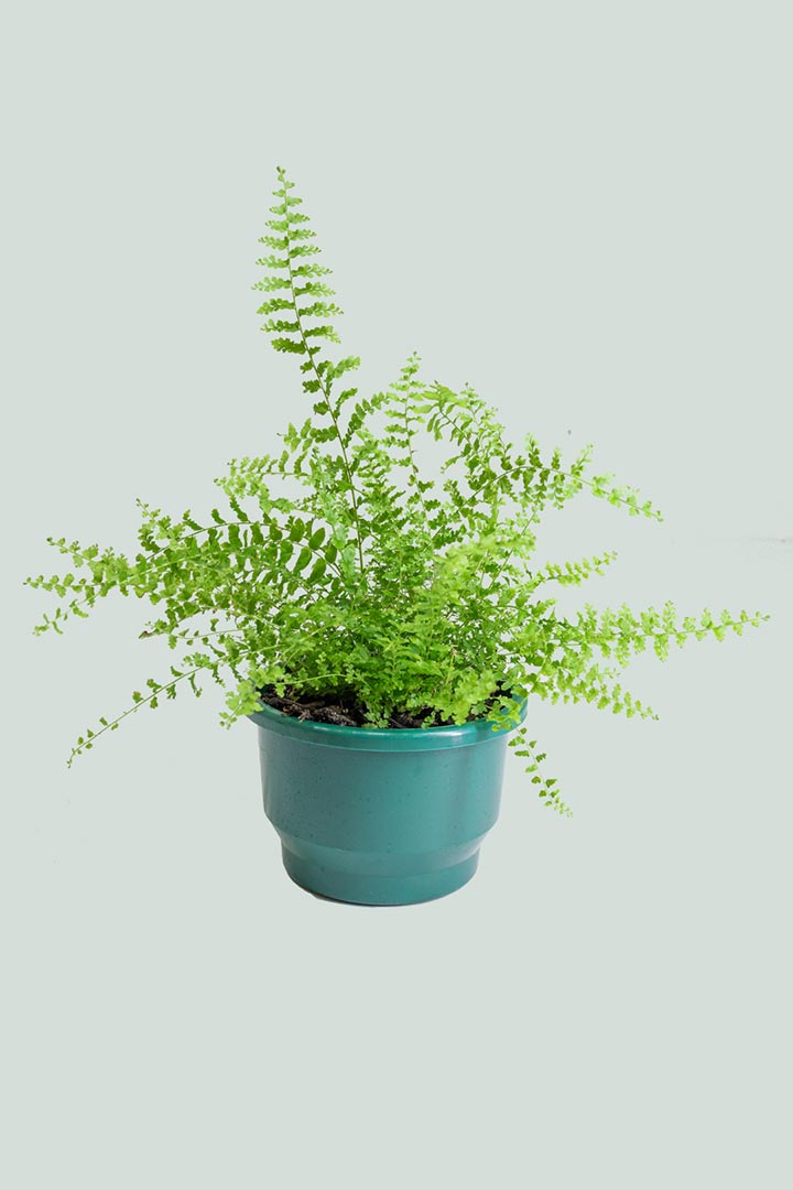 Boston Fern Side