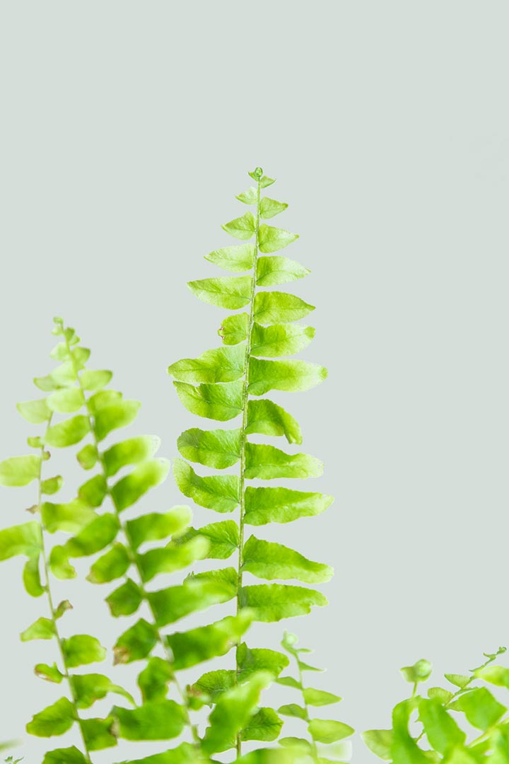 Boston Fern Leaf Frond