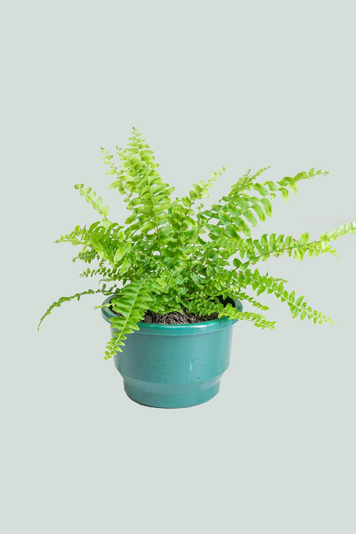 Boston Fern NZ Houseplant