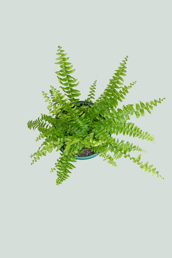 Boston Fern Top NZ