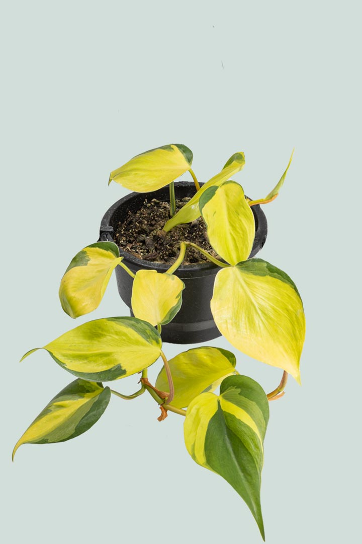 Philodendron Brazil NZ Houseplant