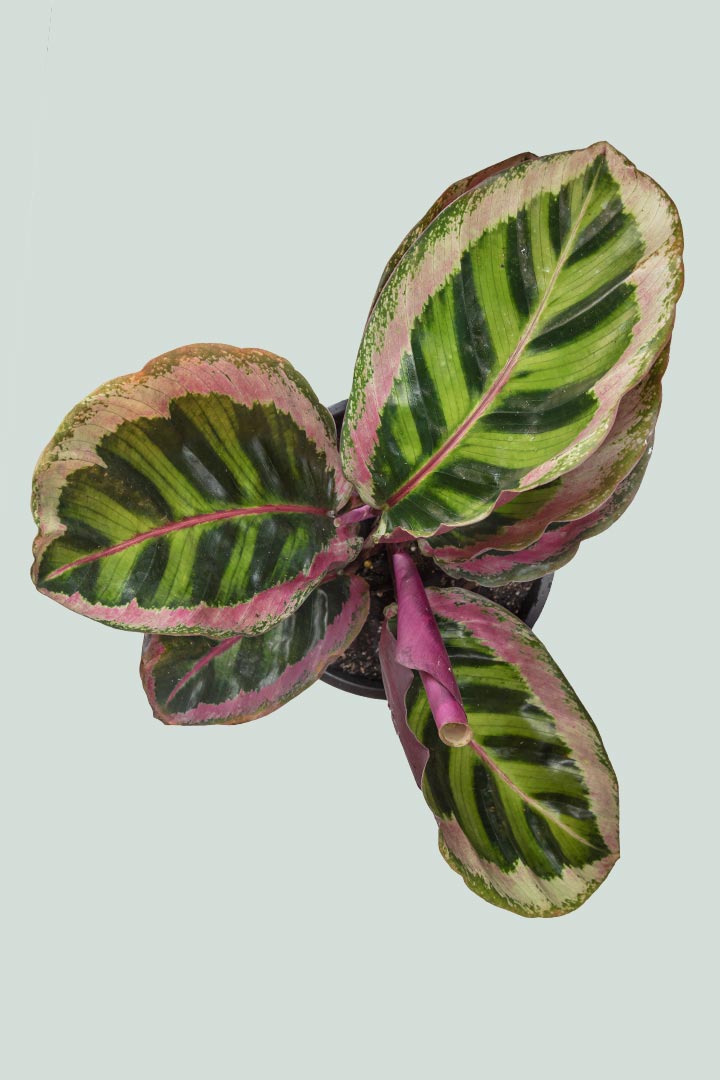 Calathea 'Angela'  - 1L / 14cm / Small