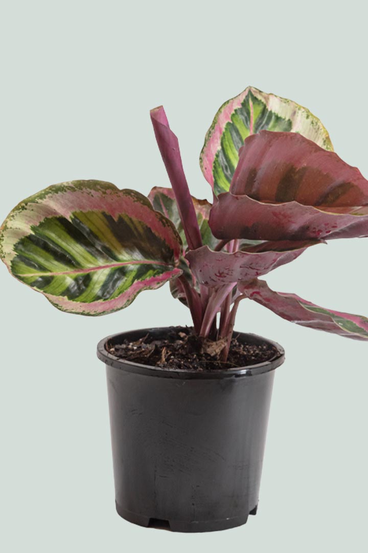 calathea angela Calathea 'Angela' - Indoor Plant