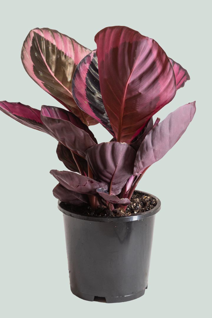 calathea misty red Calathea 'Red Mojo' - Indoor Plant
