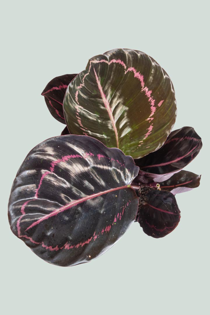 Calathea 'Dottie'  - 1L / 14cm / Small
