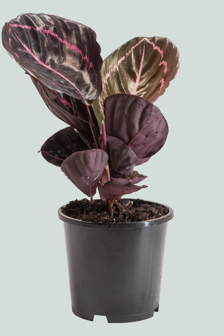 Calathea 'Dottie'  - 1L / 14cm / Small