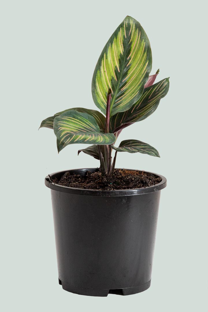 Calathea 'Beautiful Star'  - 1L / 14cm / Small
