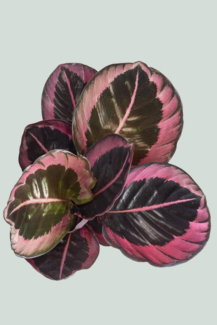Calathea 'Red Mojo' - Indoor Plant