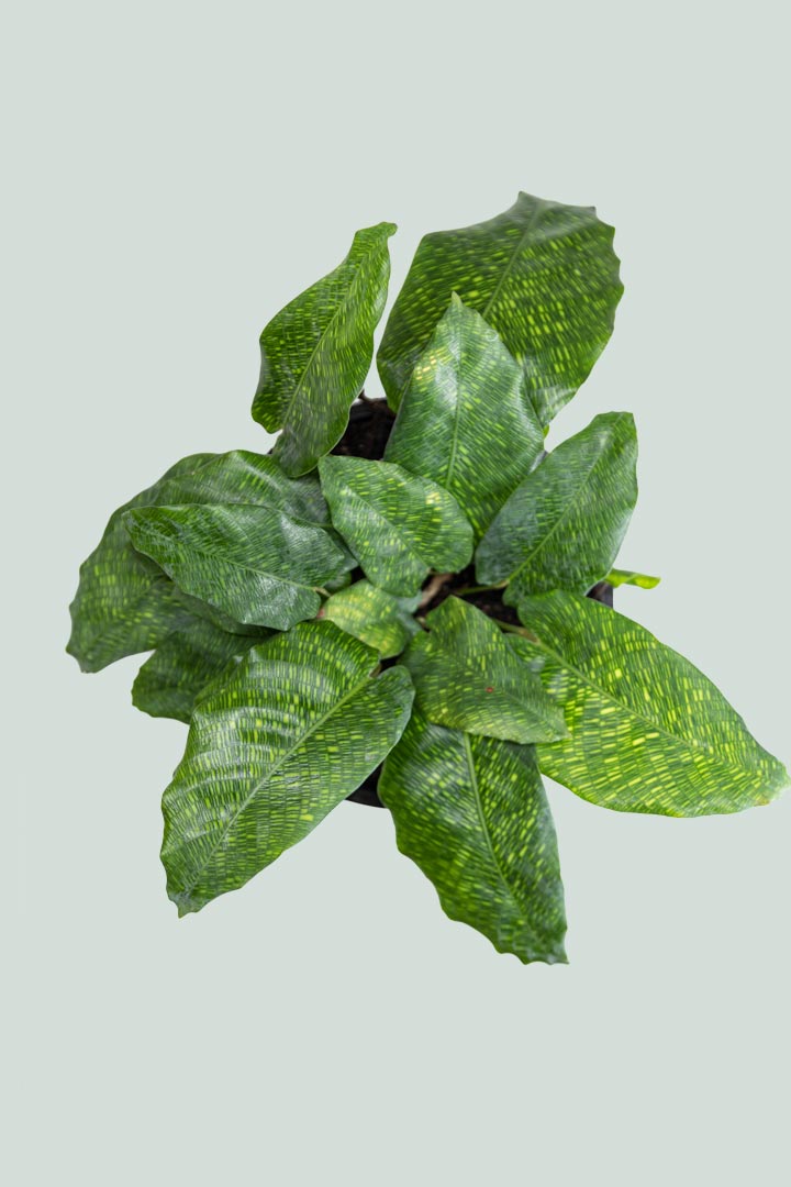 Calathea musaica 'Network  - 1L / 14cm / Small