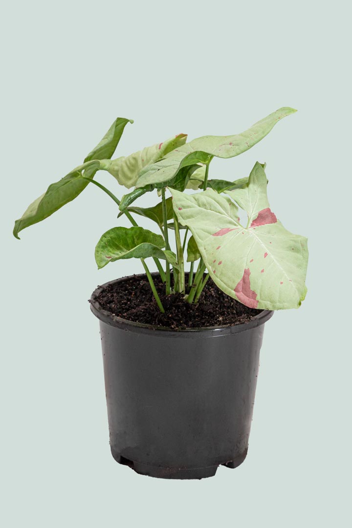 Syngonium Confetti