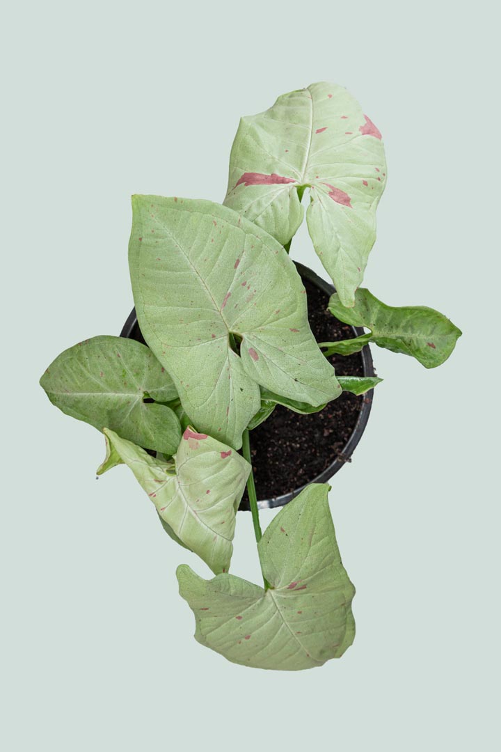 Syngonium podophyllum Confetti