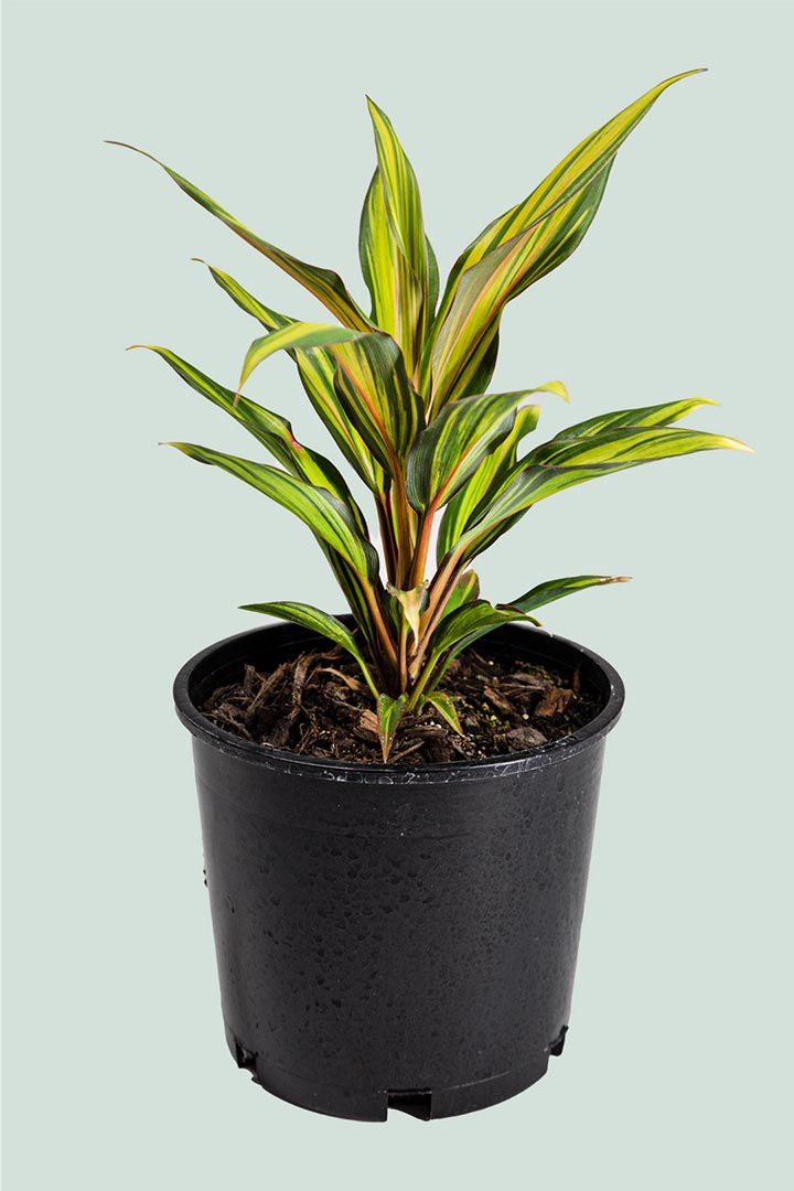 Cordyline Celestial Dawn Houseplant