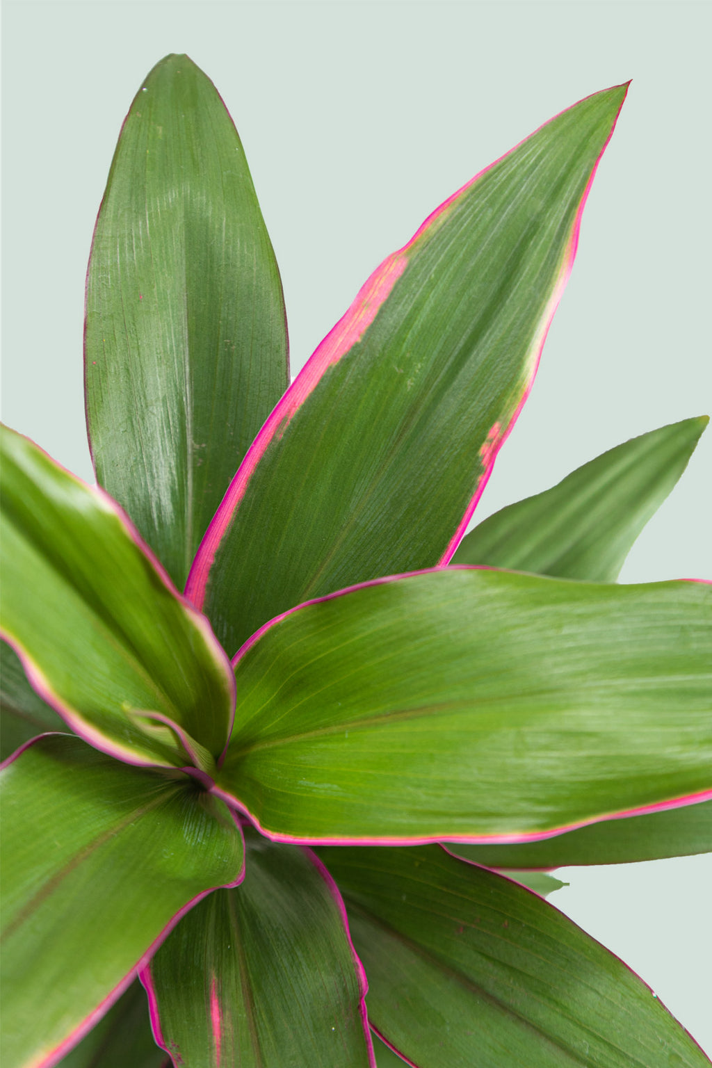 palm plant with pink edges Pink Edge - Cordyline fruticosa