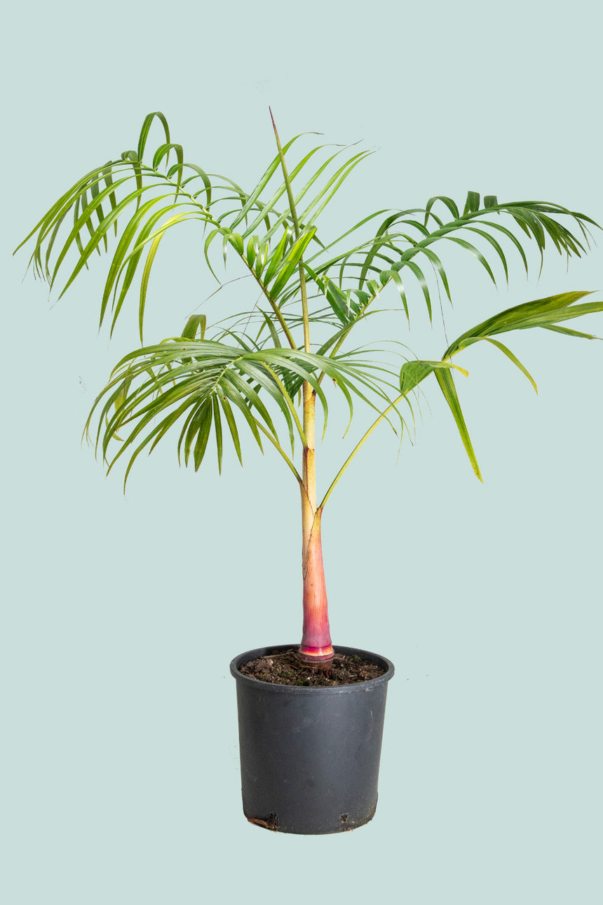 Sugar Cane Palm - Dypsis baronii - 10L / 25cm / Large