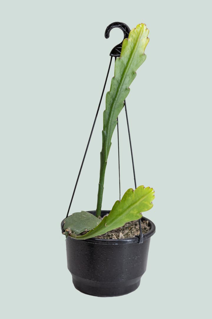 Orchid Cactus - Epiphyllum hybrid - 2L / 17cm / Medium