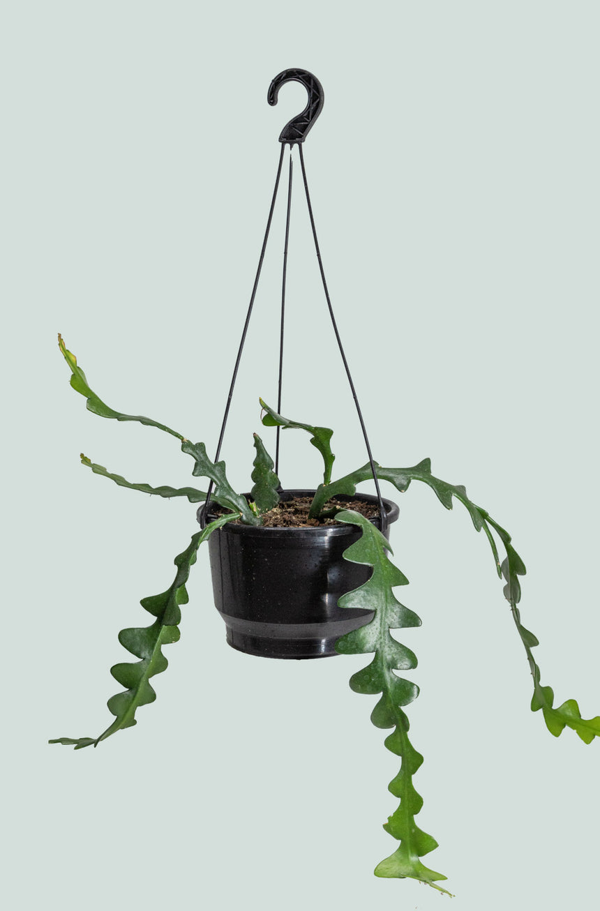 Fishbone Cactus - Disocactus anguliger - 2L / 17cm / Medium