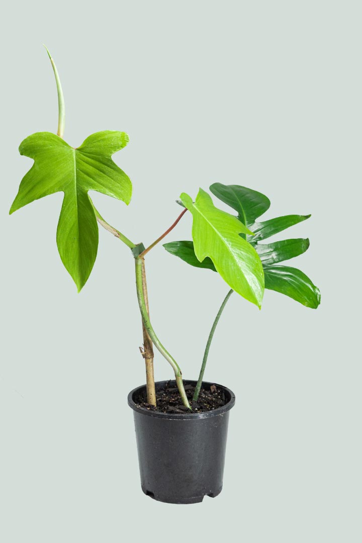philodendron hybriden Florida - Philodendron hybrid squamiferum X pedatum