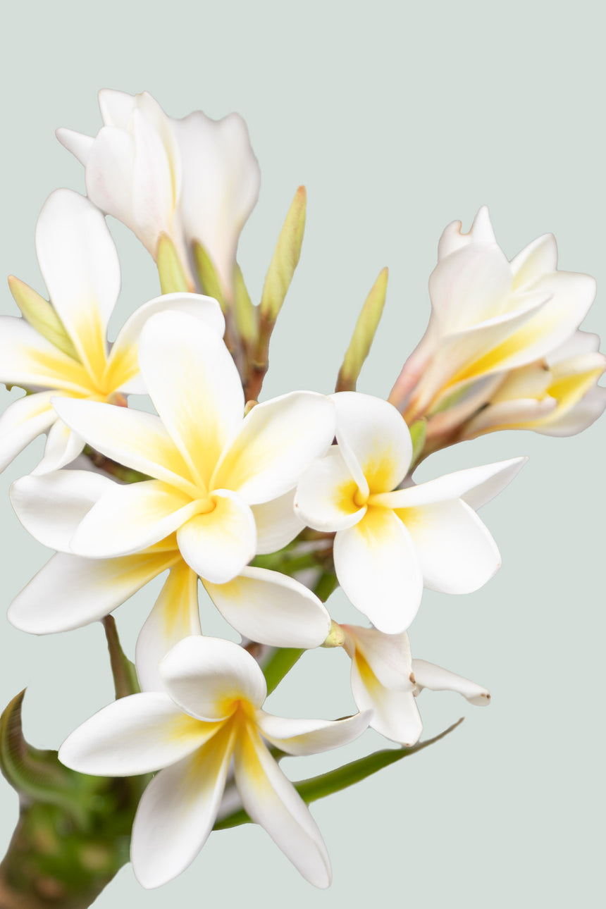 Frangipani - Plumeria rubra - 1L / 14cm / Small