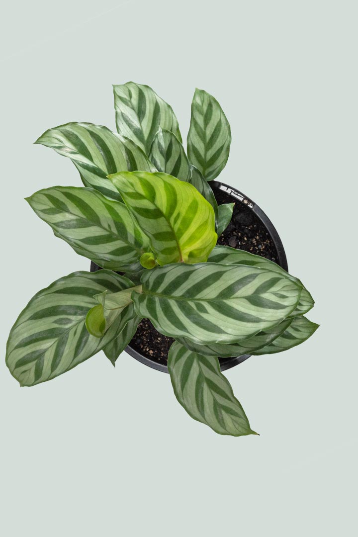 Calathea 'Freddy'  - 1L / 14cm / Small