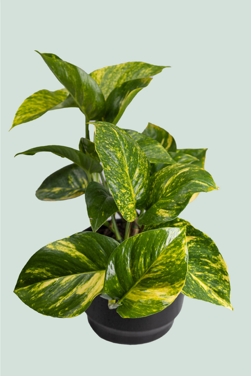 Gold Pothos triple - Epipremnum aureum - 2L / 17cm / Medium