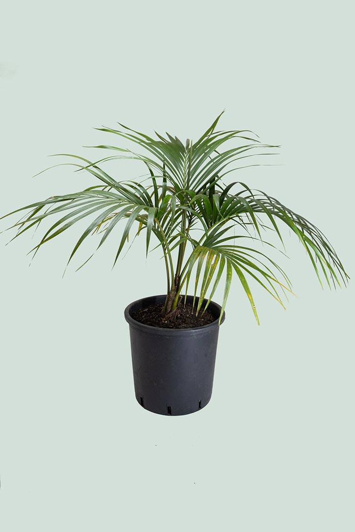 Howea belmoreana NZ