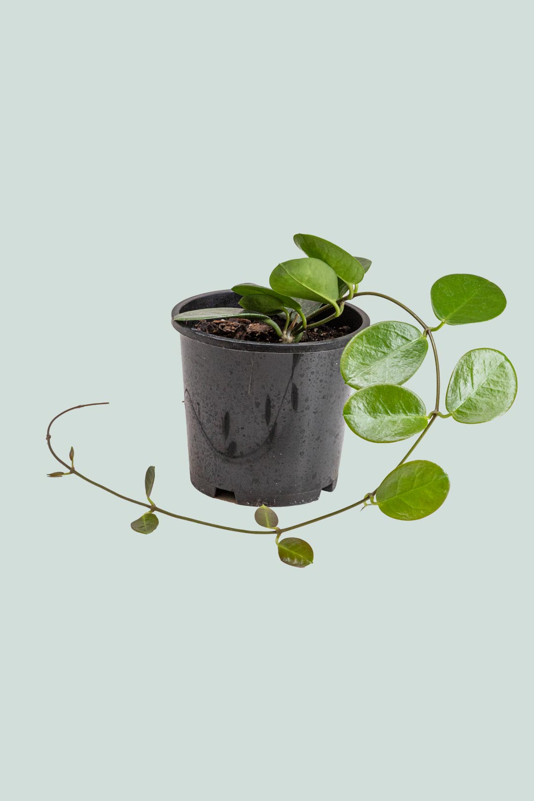 Hoya australis - 1.3L / 14cm / Small
