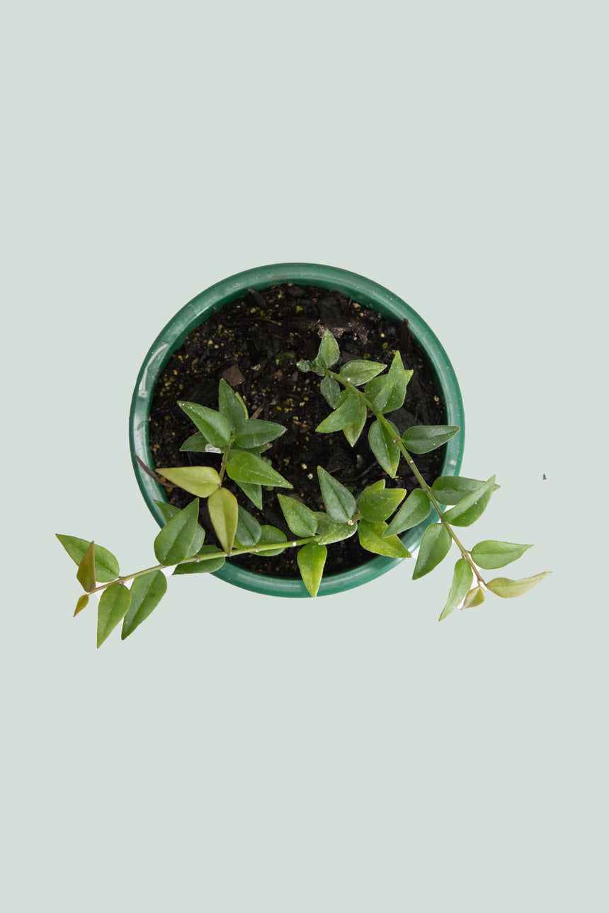Hoya bella - 1L / 14cm / Small