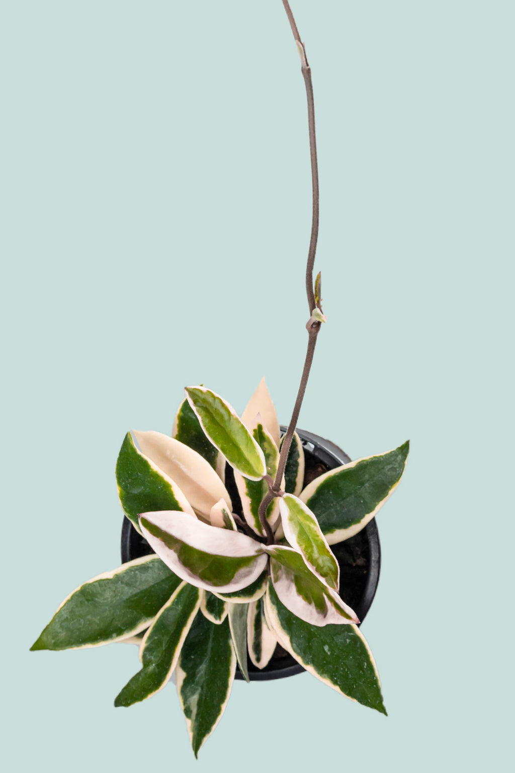 Krimson Queen - Hoya carnosa - 1.3L / 14cm / Small – PlantHouse