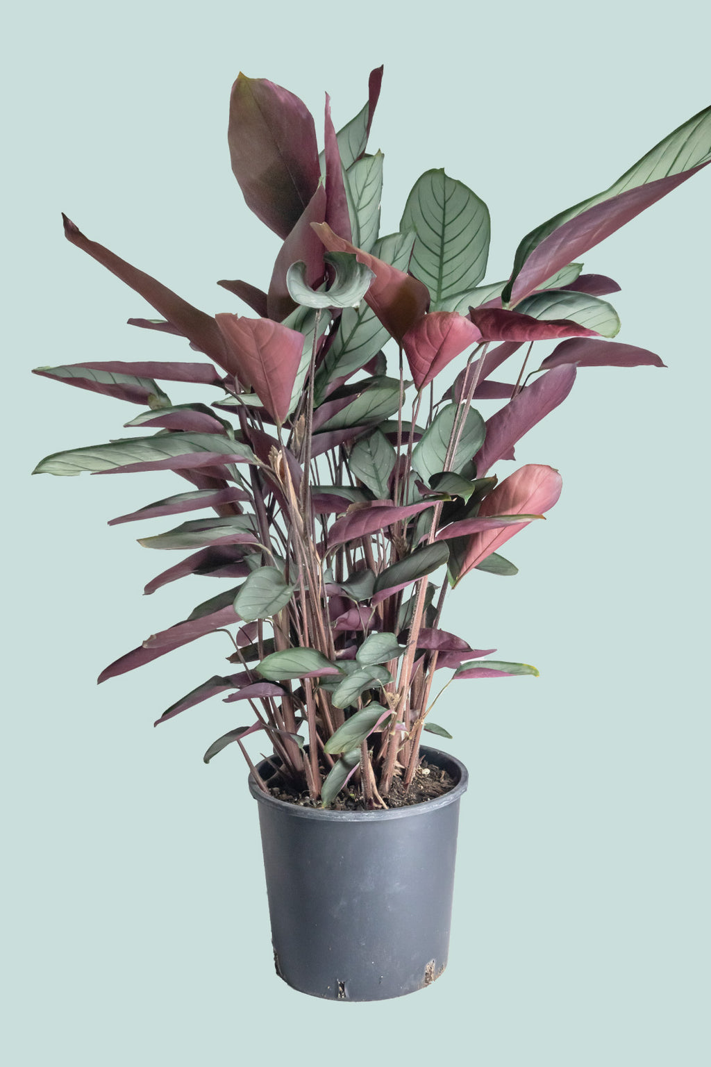ctenanthe indoor plant Ctenanthe setosa Grey Star - Indoor Plant