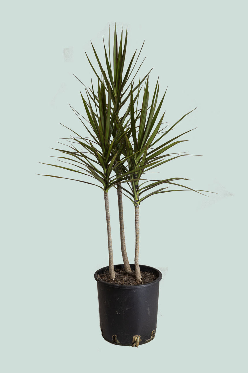 Dragon Tree - Dracaena marginata - 10L / 25cm / Large