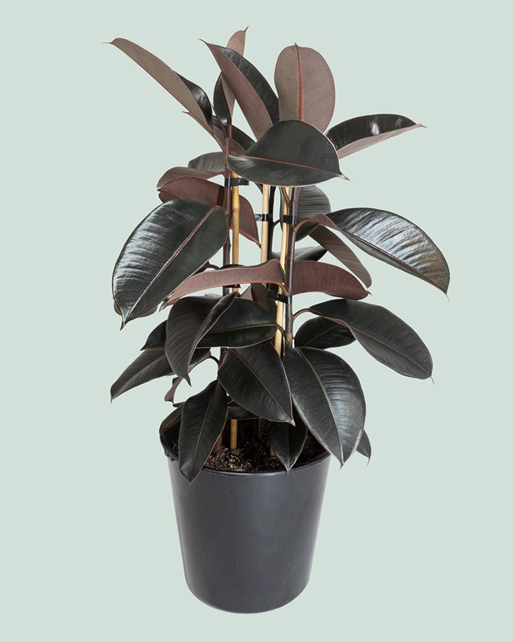 Large Black Knight Burgundy Ficus Elastica Rubber Tree