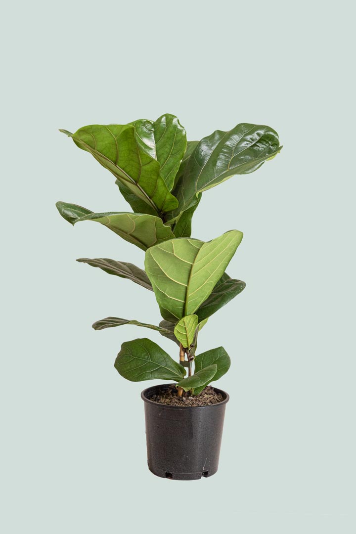 fiddle-leaf fig floor plant Fiddle Leaf Fig - Ficus lyrata - Indoor Plant