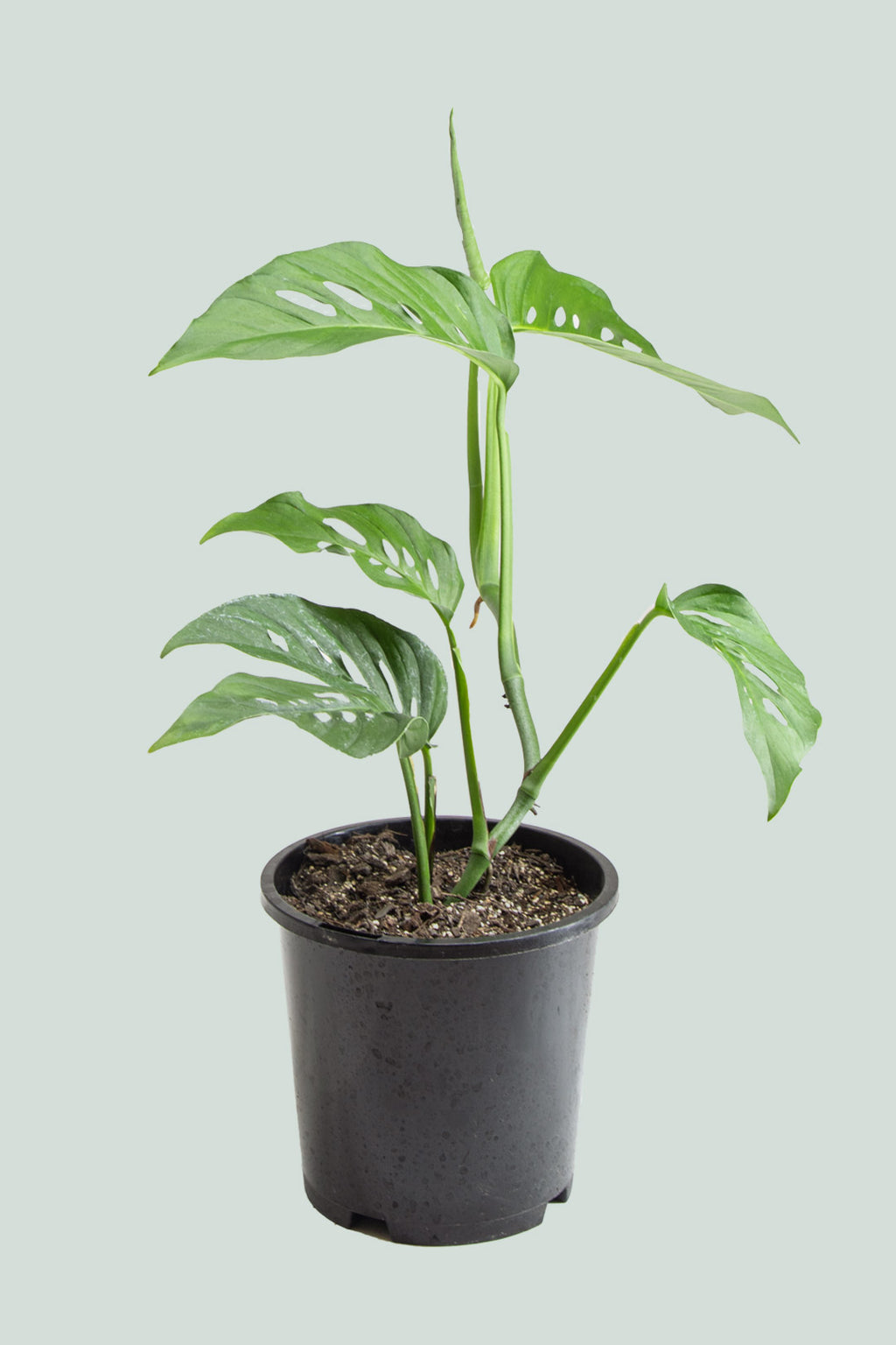 philodendron adansonii laniata Monstera adansonii - Laniata (Narrow Form)