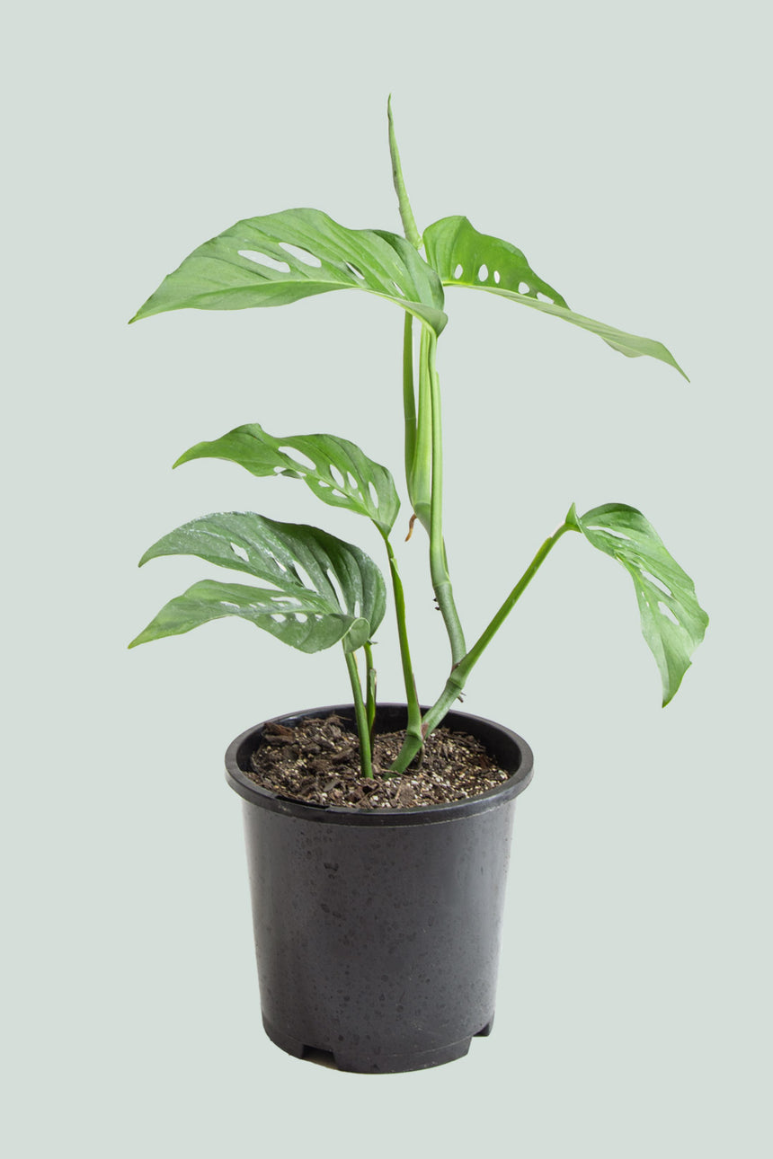 Monstera adansonii - Laniata (Narrow Form)  - 1L / 14cm / Small