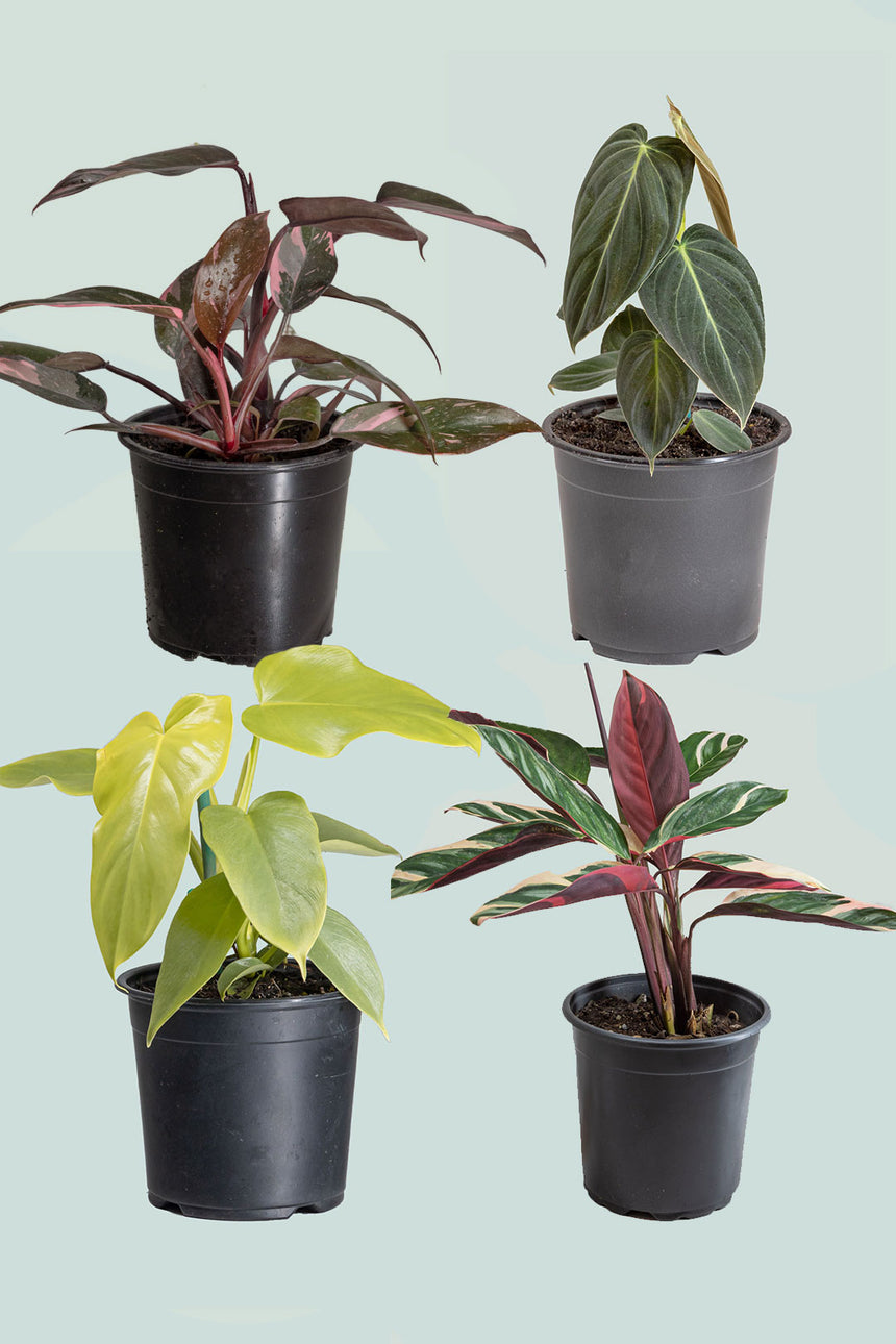 Mr Fancy Plants Bundle - Free North Island Shipping