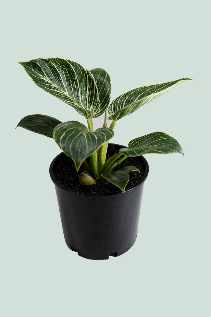 Philodendron Birkin - 1L / 14cm / Small