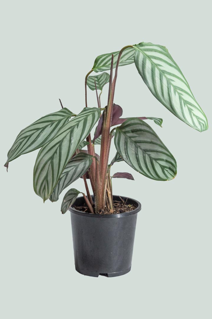 Ctenanthe oppenheimiana - 1L / 14cm / Small