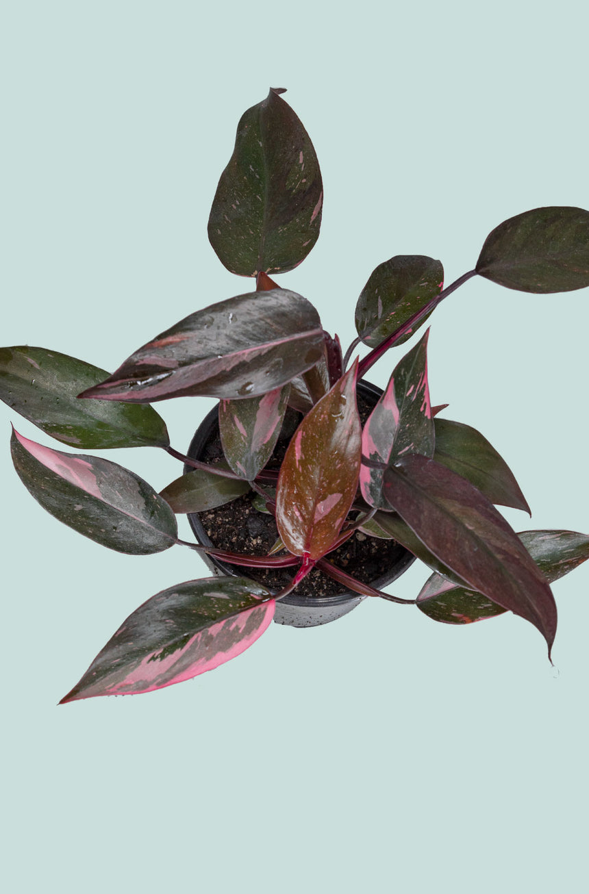 Philodendron Pink Princess  - 1L / 14cm / Small