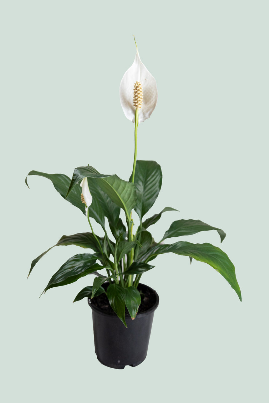 Peace Lily In Flower - Spathiphyllum walisii - 2.5L / 17cm / Medium