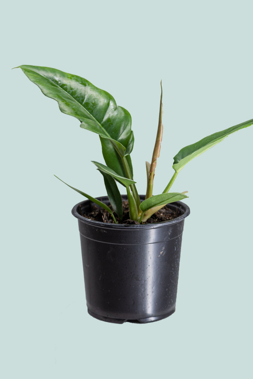 Jungle Boogie - Philodendron selloum  - 1L / 14cm / Small