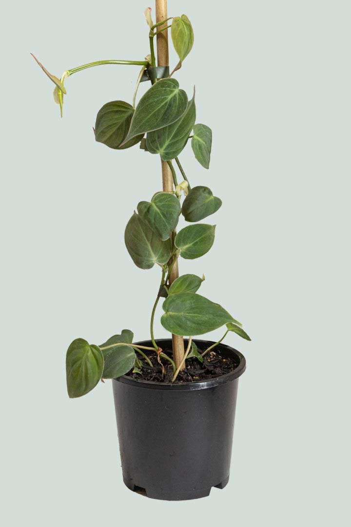 Micans - Philodendron hederaceum - 1L / 14cm / Small