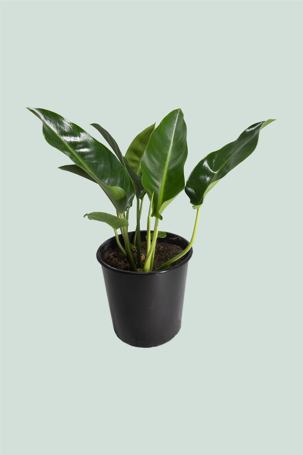 Philodendron renauxii