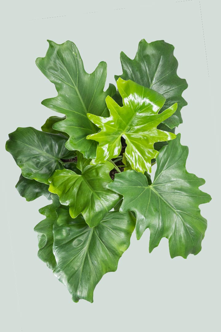 philodendron selloum medium Philodendron selloum - Split leaf